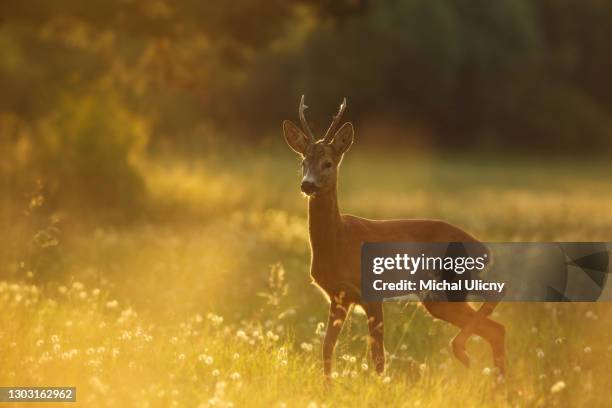 a young roe deer in the meadow full of flowers during sunrise. in the background is forest. - roe deer fotografías e imágenes de stock