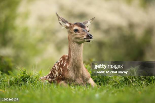 young deer (cervus elaphus) in the spring landscape. green grass everywhere.lost on the meadow. - roe deer female stock pictures, royalty-free photos & images