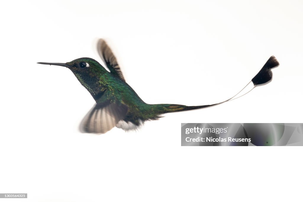 Booted Racket-tail (Ocreatus underwoodii)