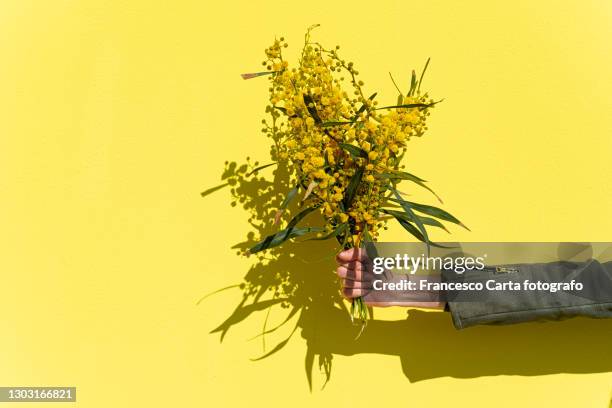 woman's hand holding mimosas bouquet - ast baum hand frühling stock-fotos und bilder