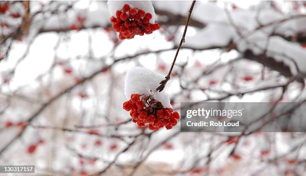 Snow glistens above winter berries during the 2006 Sundance Film Festival in Park City, Utah on January 19, 2006.