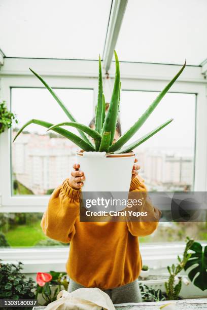 unrecognizable woman holding an aloe vera plant - aloe plant stockfoto's en -beelden