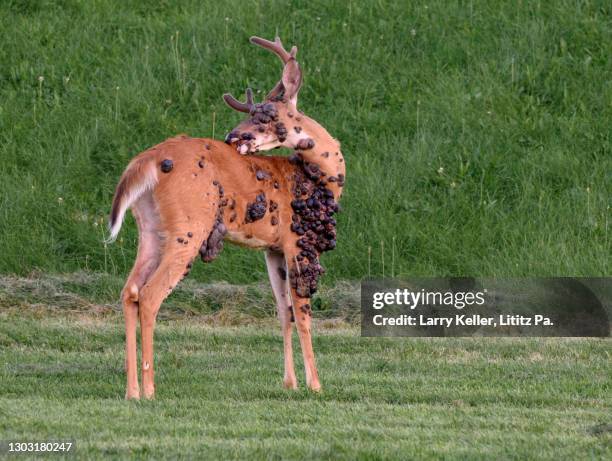 whitetail buck - condado de lancaster pensilvania fotografías e imágenes de stock