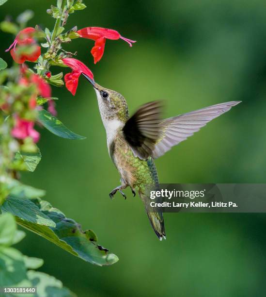 ruby-throated hummingbird feeding on flowers - hummingbirds stockfoto's en -beelden