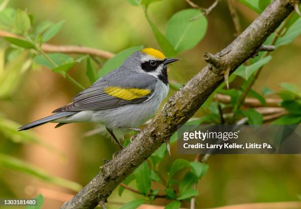 golden-winged warbler bird - luì foto e immagini stock