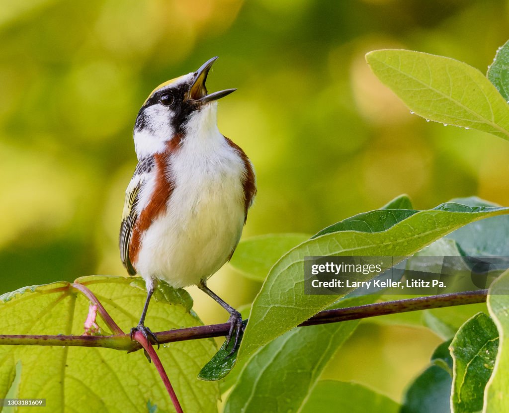 Chestnut Sided Warbler