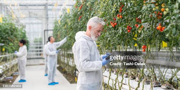 groep wetenschappers die nota's op hydrocultuur tomatenboerderij nemen - hydroponics stockfoto's en -beelden