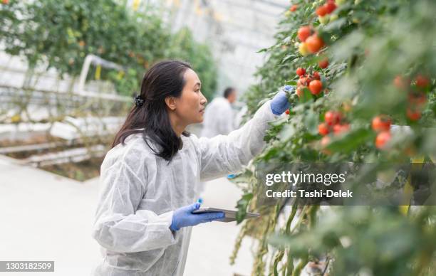 group of scientists taking notes on hydroponic tomato farm - genetically modified food stock pictures, royalty-free photos & images