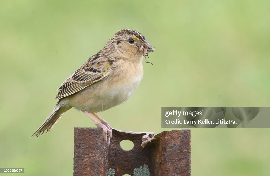 Grasshopper Sparrow