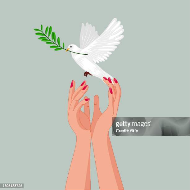 holding peace dove with olive branch in her slender hands . - white pigeon stock illustrations