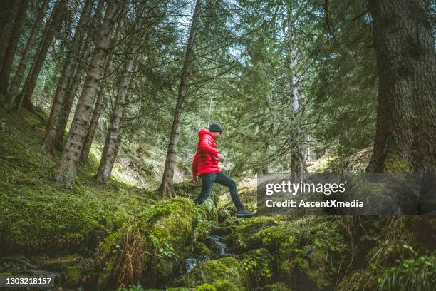 young man steps across stream on lush forest floor - red jacket stock pictures, royalty-free photos & images