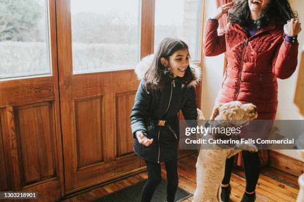 an overexcited dog makes his humans laugh by leaping up in the air - dog jump stock-fotos und bilder