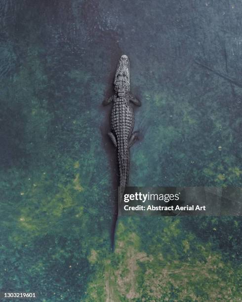 aerial shot looking down on an alligator bathing in clear river water, florida, united states of america - pântano - fotografias e filmes do acervo