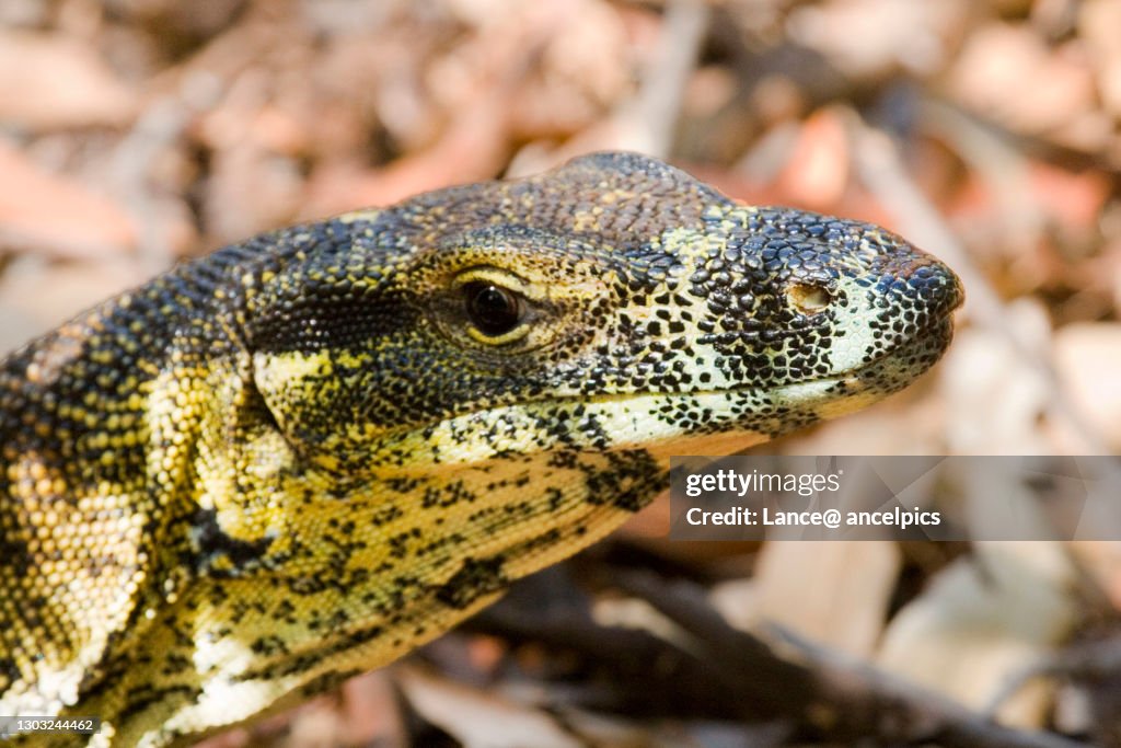 Goanna headshot