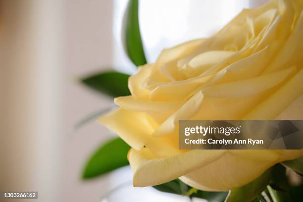 single yellow rose - funeral parlor bildbanksfoton och bilder