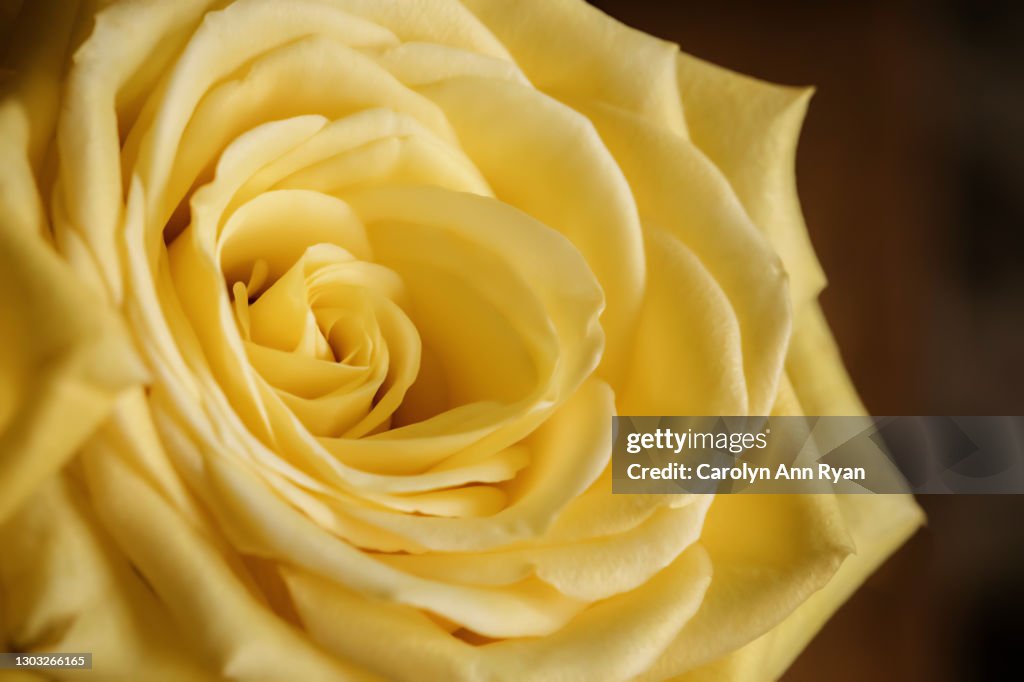 Simply Yellow Roses Single Yellow Rose High-Res Stock Photo - Getty Images