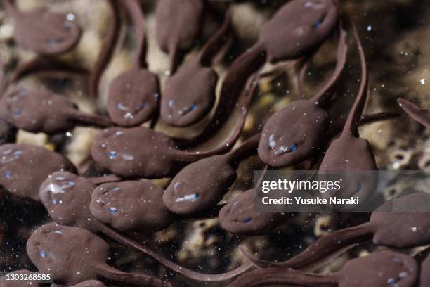 tadpoles - tadpole stock pictures, royalty-free photos & images