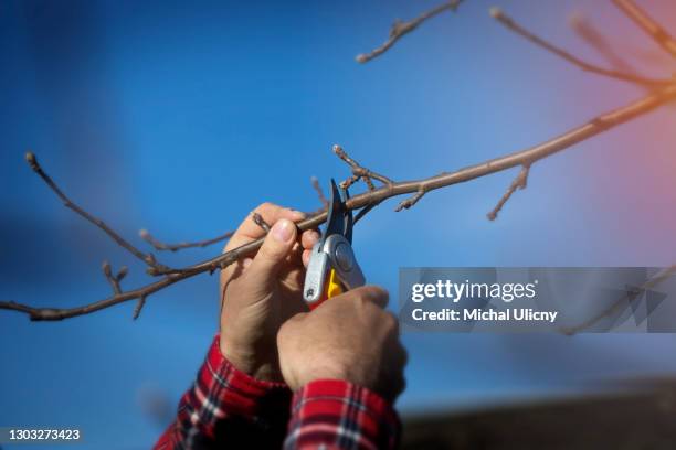 gaerdener with scissors in his hand and cutting trees. spring work in the garden.  a man has  wearing red shirt. - cutting green apple stock pictures, royalty-free photos & images