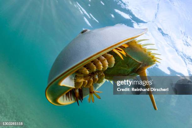 horseshoe crab in mangroves, limulus polyphemus, cancun, yucatan, mexico - granchio reale foto e immagini stock