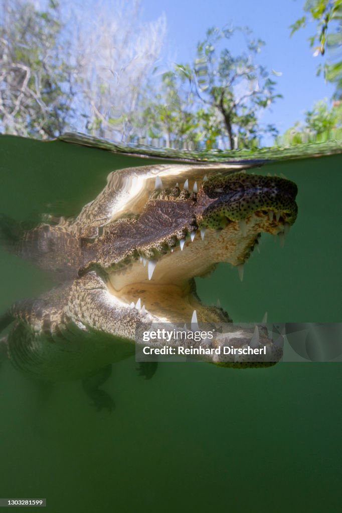 Morelets Crocodile, Crocodylus moreletii, Cancun, Yucatan, Mexico