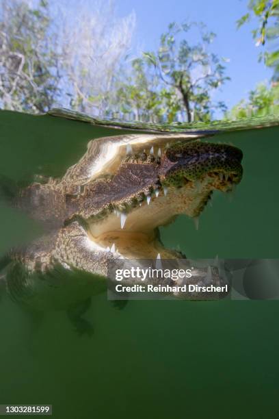 morelets crocodile, crocodylus moreletii, cancun, yucatan, mexico - iris reticulata stock pictures, royalty-free photos & images