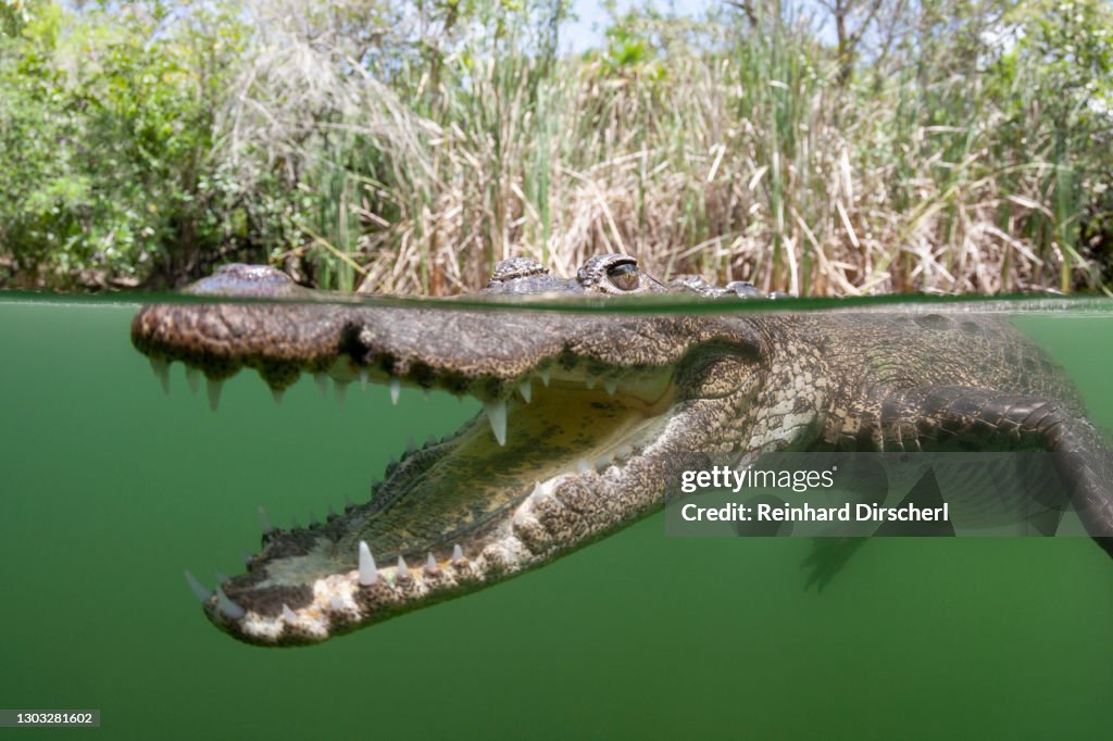 Morelets Crocodile, Crocodylus moreletii, Cancun, Yucatan, Mexico