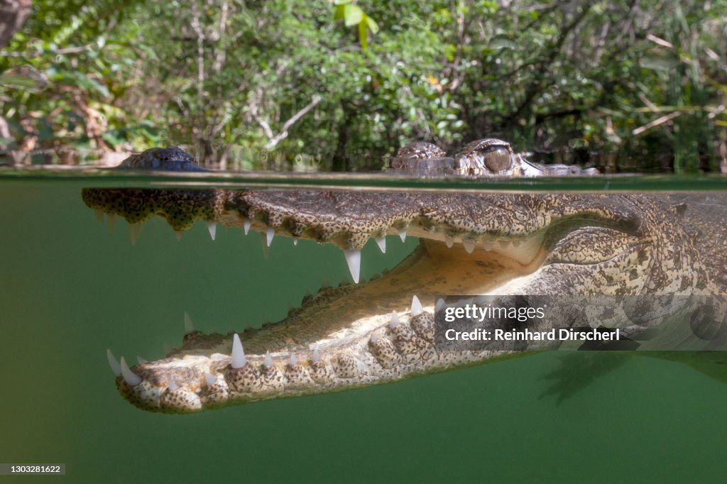 Morelets Crocodile, Crocodylus moreletii, Cancun, Yucatan, Mexico