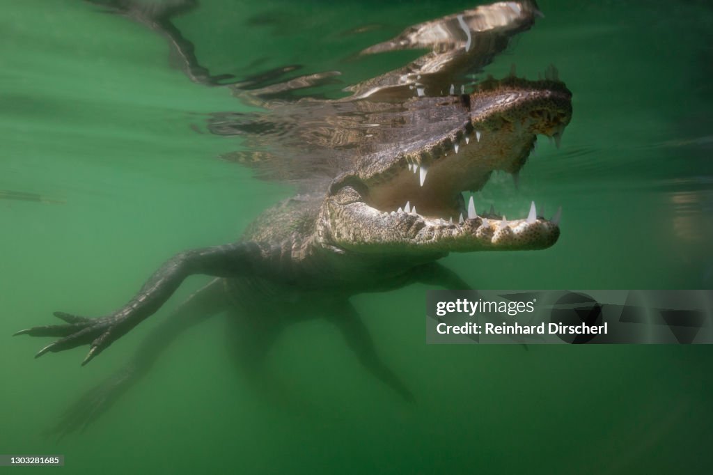 Morelets Crocodile, Crocodylus moreletii, Cancun, Yucatan, Mexico