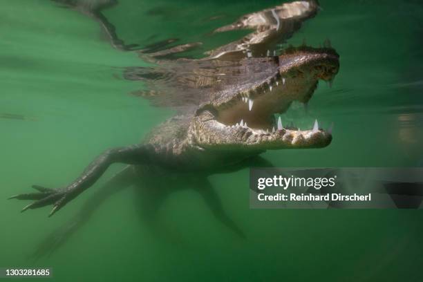 morelets crocodile, crocodylus moreletii, cancun, yucatan, mexico - iris reticulata stock pictures, royalty-free photos & images