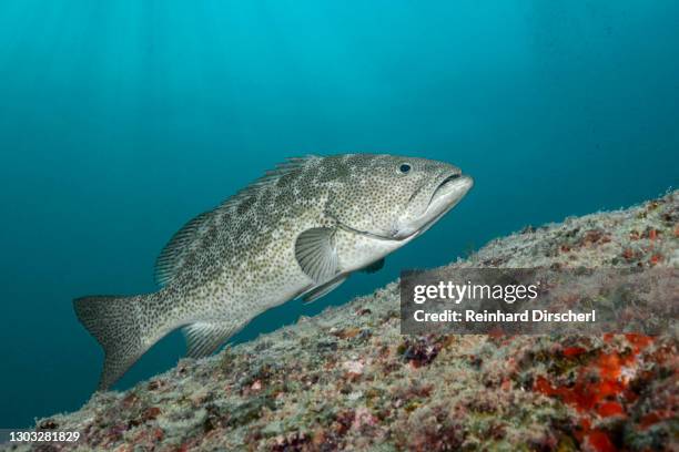 Mexico Cod Fish Cod Fish Swimming Fotografías e imágenes de stock - Getty Images