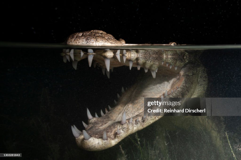 Morelets Crocodile, Crocodylus moreletii, Cancun, Yucatan, Mexico
