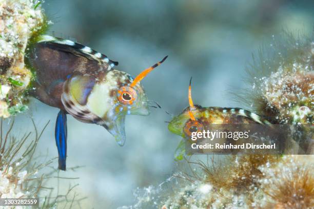 elusive signal blennies in threatening posture, emblemaria walkeri, la paz, baja california sur, mexico - blenny stock pictures, royalty-free photos & images