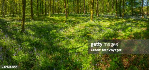 牧歌的な緑の夏の森のパノラマでシ�ダのフロンドダップルサンプ - forest floor ストックフォトと画像