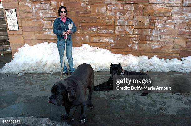 Denise Martell with Donna and Maximus her Neopolitan Mastiffs on Park Avenue on the first day of the Sundance Film Festival.