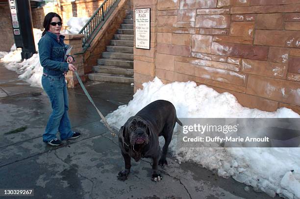 Denise Martell with Donna her Neopolitan Mastiff on Park Avenue on the first day of the Sundance Film Festival.