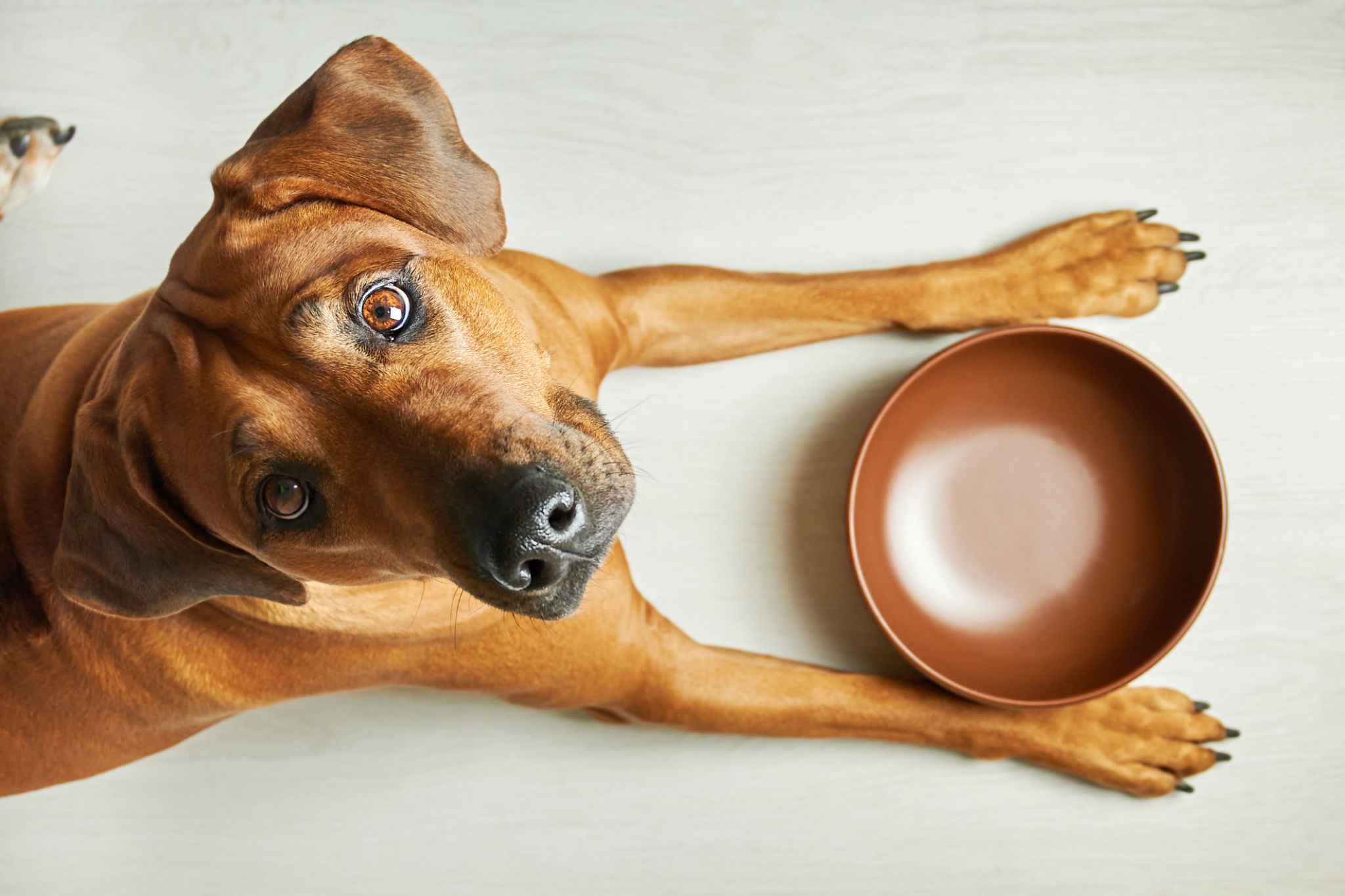pet food bowl