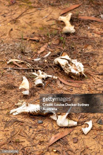 scatter animal bones - louise docker sydney australia stock pictures, royalty-free photos & images