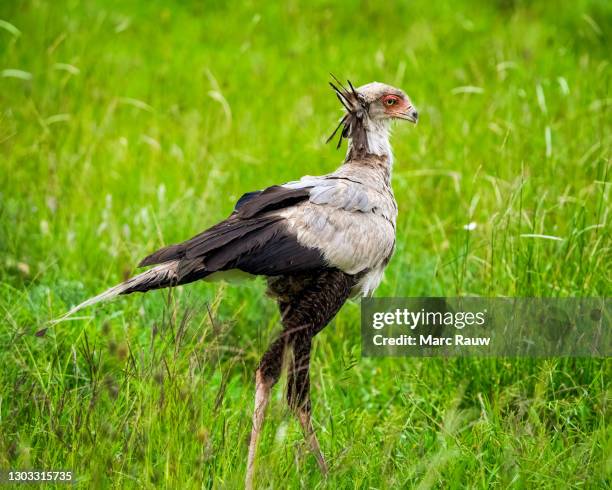 Secretary Bird Rsa The Secretary Bird Photos and Premium High Res Pictures - Getty Images