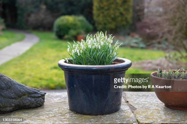 single snowdrops in a glazed pot in late winter/early spring - snowdrops stockfoto's en -beelden