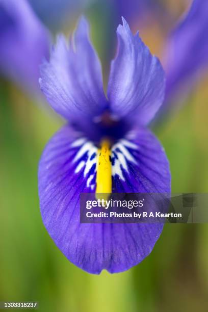 iris reticulata, a small bulbous iris flowering in february - iris reticulata stock pictures, royalty-free photos & images