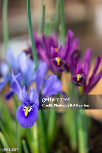 iris reticulata, a small bulbous iris flowering in february - iris reticulata stock pictures, royalty-free photos & images
