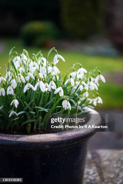 single snowdrops in a glazed pot in late winter/early spring - ranunculus bildbanksfoton och bilder