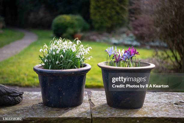 single snowdrops and iris reticulata in a glazed pot in late winter/early spring - iris reticulata stock pictures, royalty-free photos & images