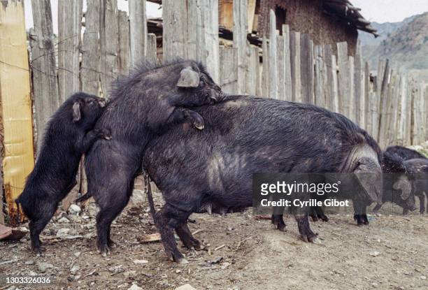 12 Mating Pigs Photos and Premium High Res Pictures - Getty Images