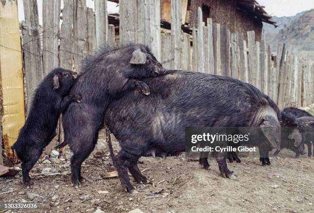 12 Mating Pigs Photos and Premium High Res Pictures - Getty Images 12 Mating Pigs Photos and Premium High Res Pictures - Getty Images