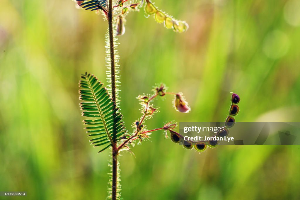 Shy plant bean