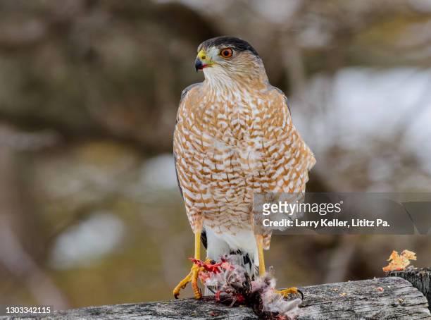 cooper’s hawk - coopers hawk stock pictures, royalty-free photos & images