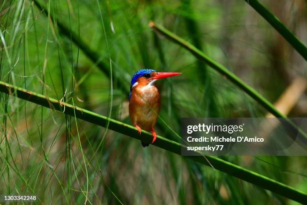 malachite kingfisher (corythornis cristatus) - lake victoria stock pictures, royalty-free photos & images