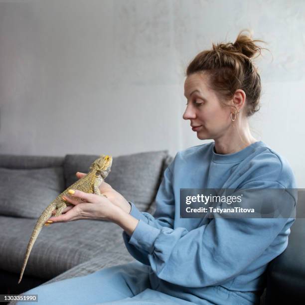 agama or bearded dragon, reptile animal a woman in her arms, looking at each other. pogona vitticeps in latin - lagarto imagens e fotografias de stock