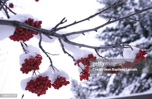 Snow glistens above winter berries during the 2006 Sundance Film Festival in Park City, Utah on January 19, 2006.